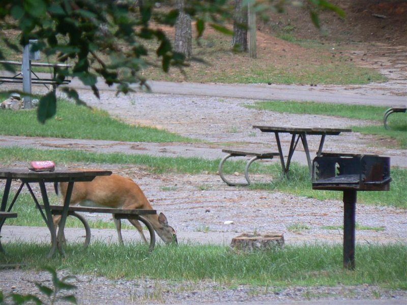 115-In the campgrounds.JPG